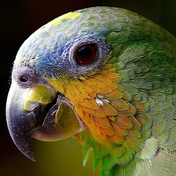 Icono de Quiz de aves: Adivina el ave